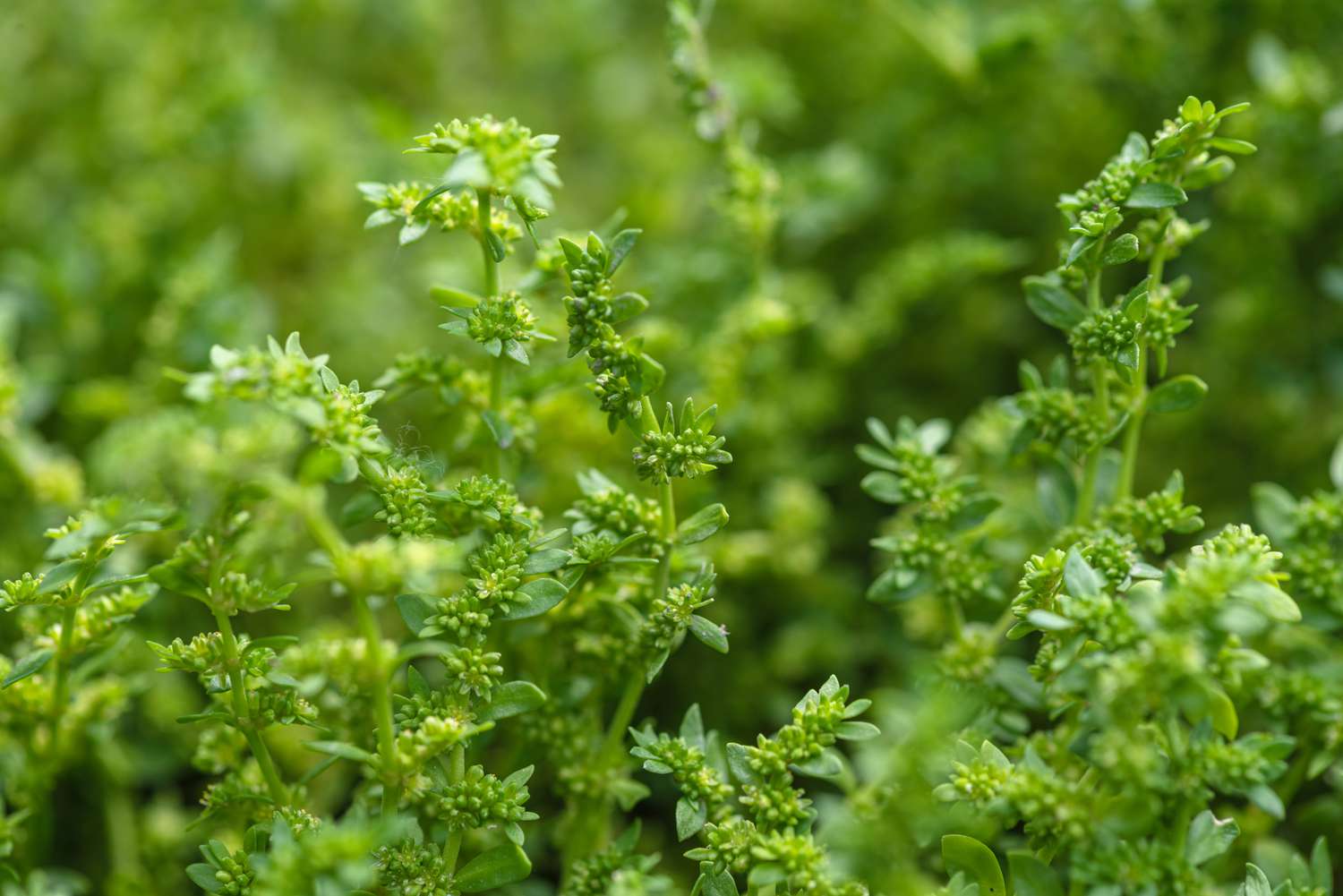 Close-up of rupturewort ground cover featuring thick, evergreen foliage.