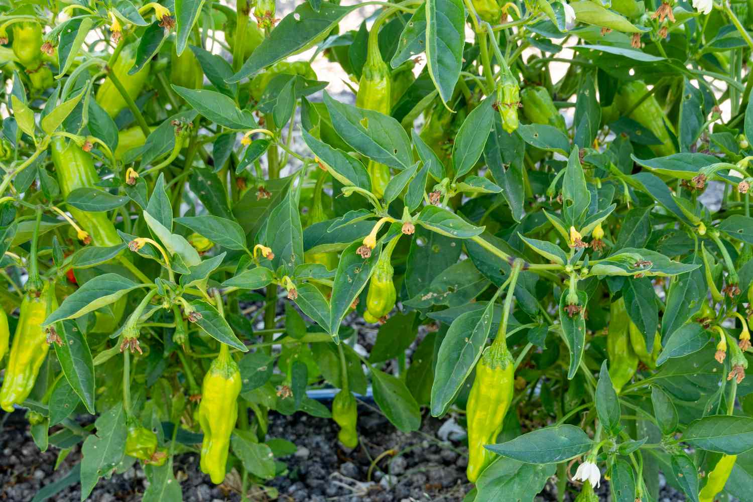 Detailed view of a shishito pepper plant.