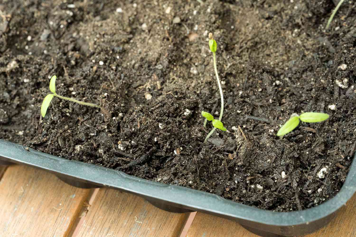 Seedlings of Shishito peppers