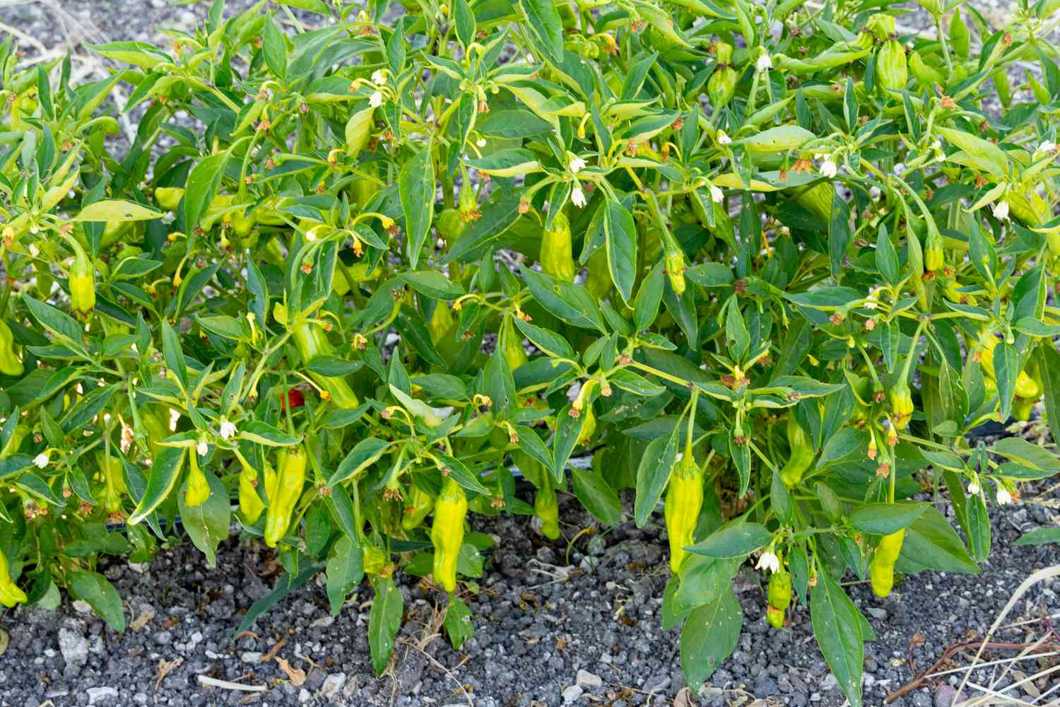 Shishito chili plant