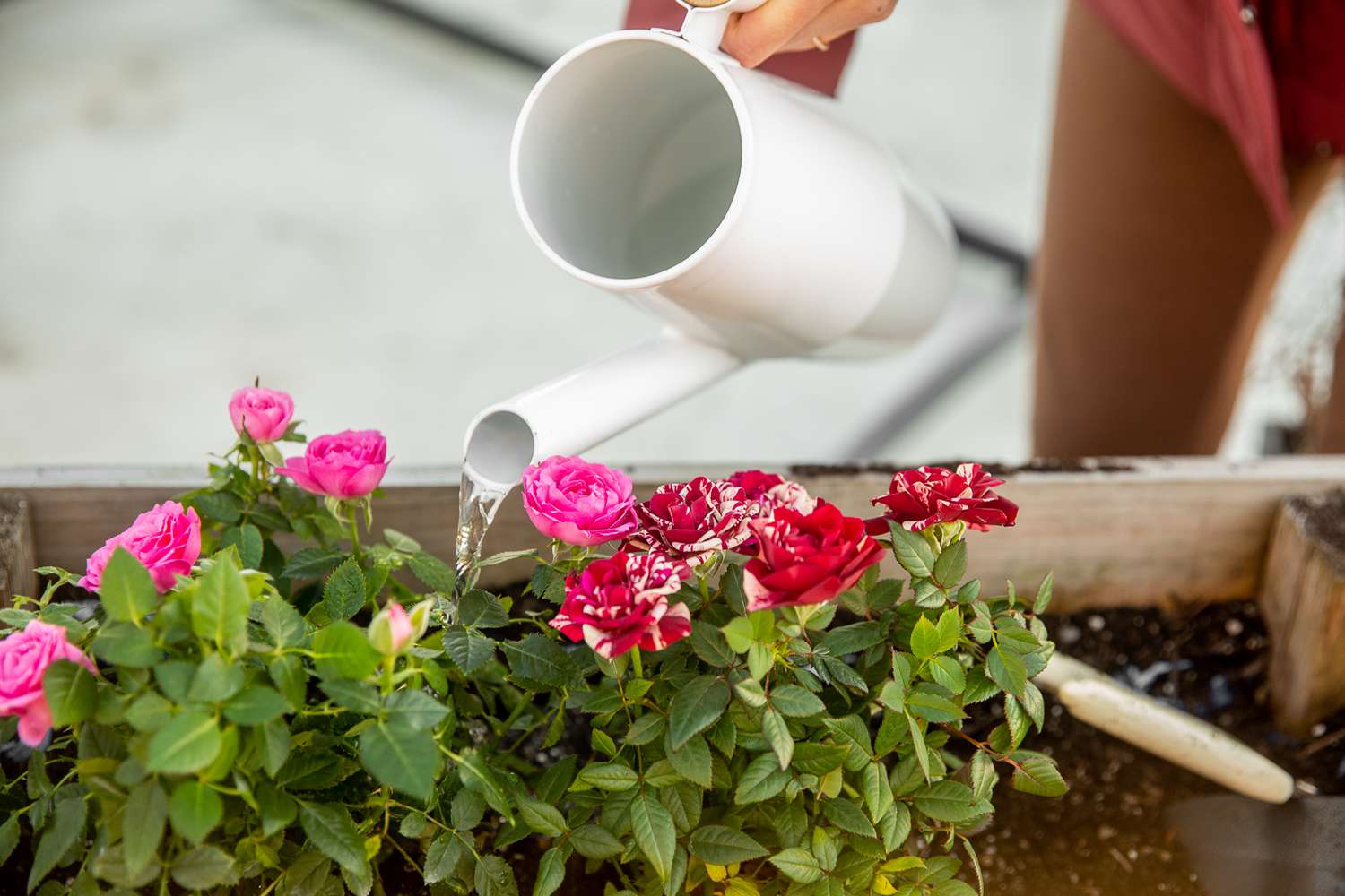 A white watering can is used to water roses in a flower box.