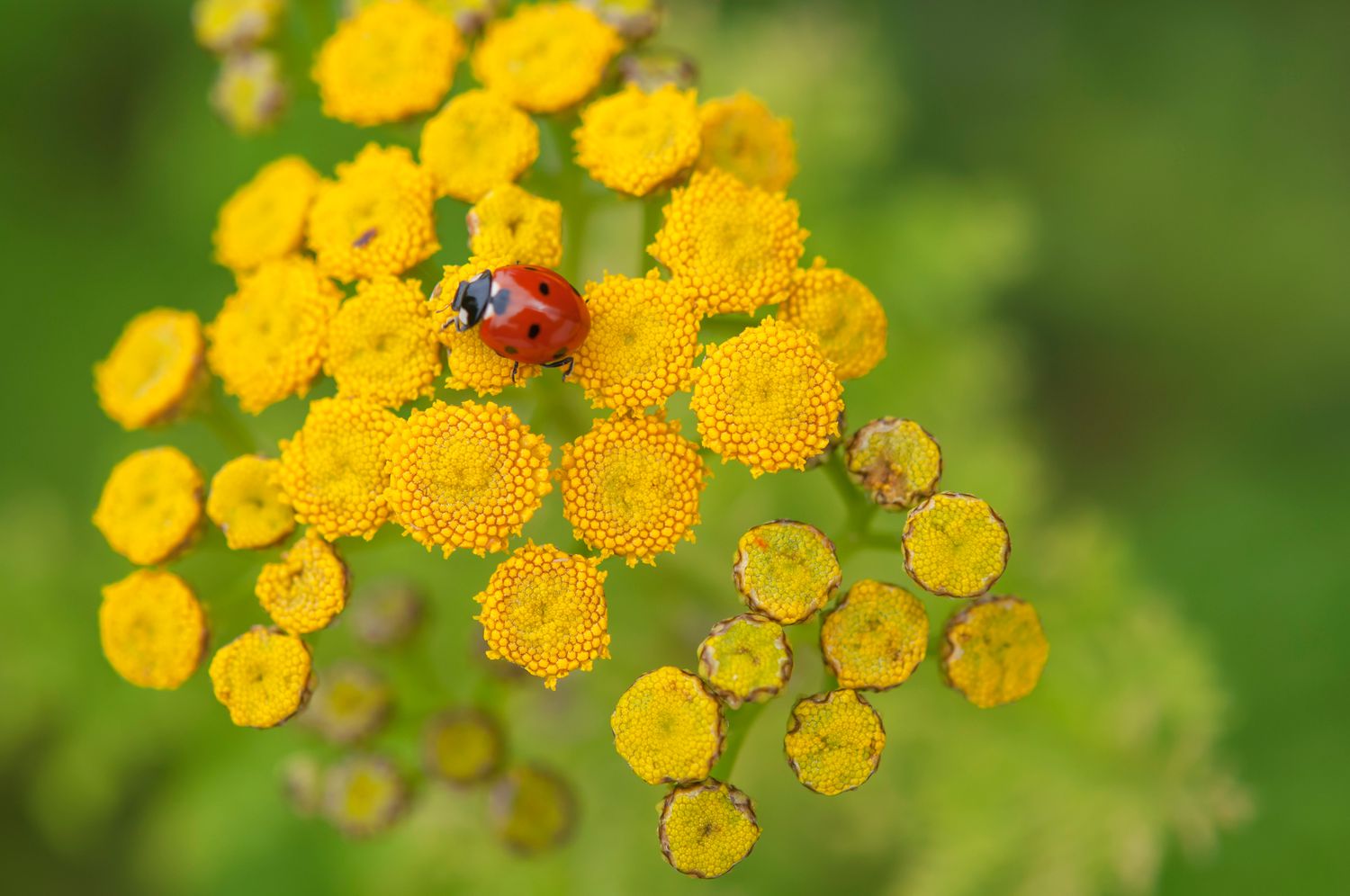 A typical tansy plant featuring yellow, button-shaped blossoms and buds, accompanied by a close-up of a ladybug.