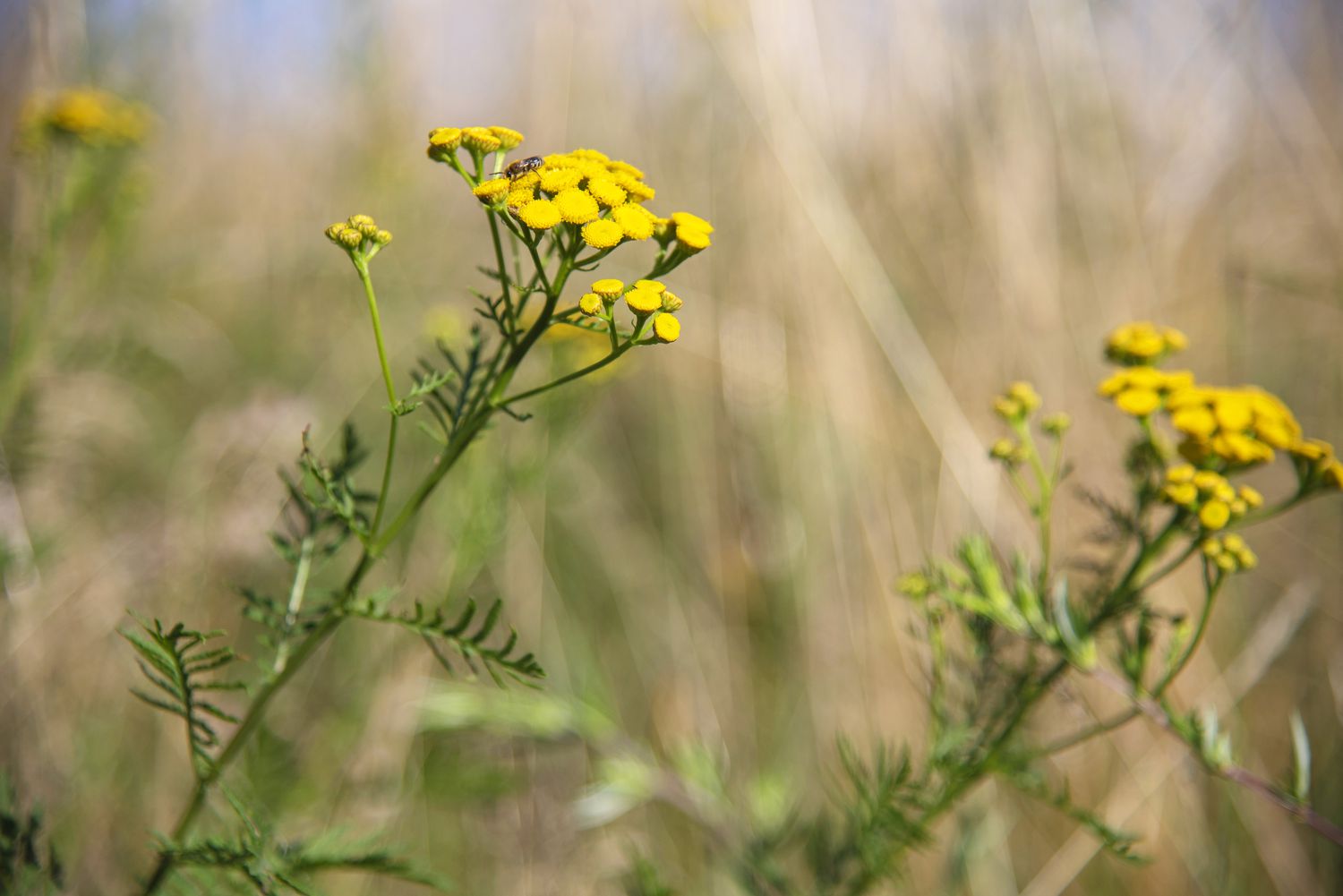 The common tansy is a plant characterized by its small, button-shaped yellow flowers that grow on tall stems, accompanied by feathery, fern-like foliage.