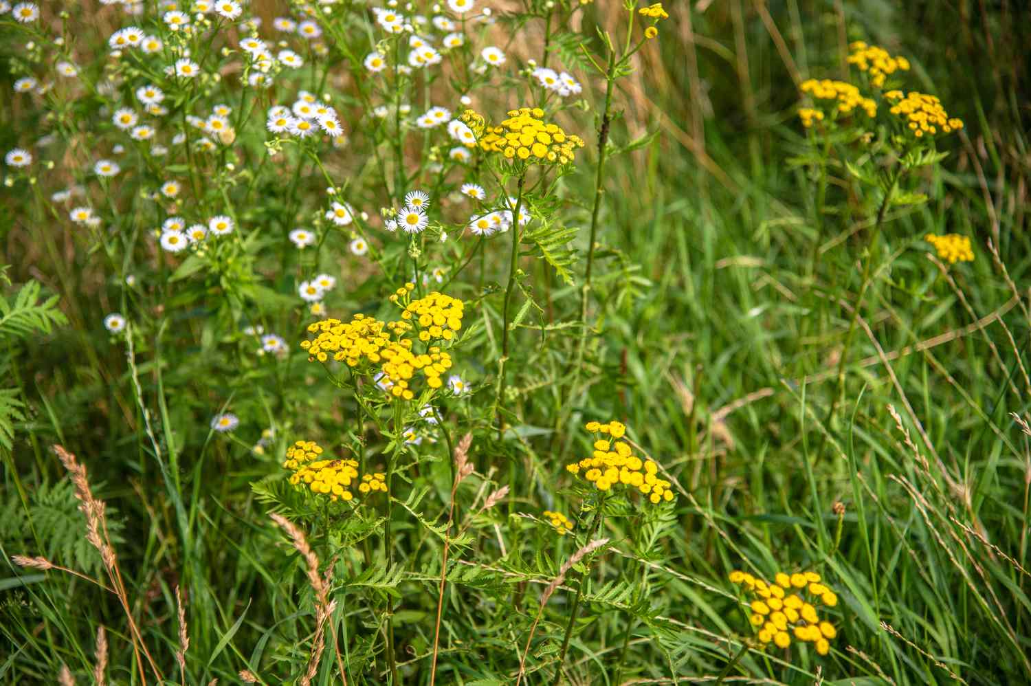 Common tansy features small, round yellow blooms atop slender, elongated stems, nestled among white wildflowers and grasses.