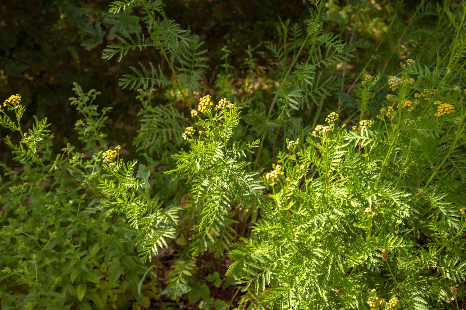 The common tansy is a plant characterized by its small yellow blossoms atop stems adorned with feathery leaves, all enveloped by surrounding greenery.