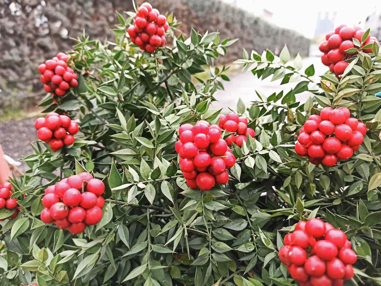 Vivid crimson bunches of berries adorn a shrub with deep green foliage.