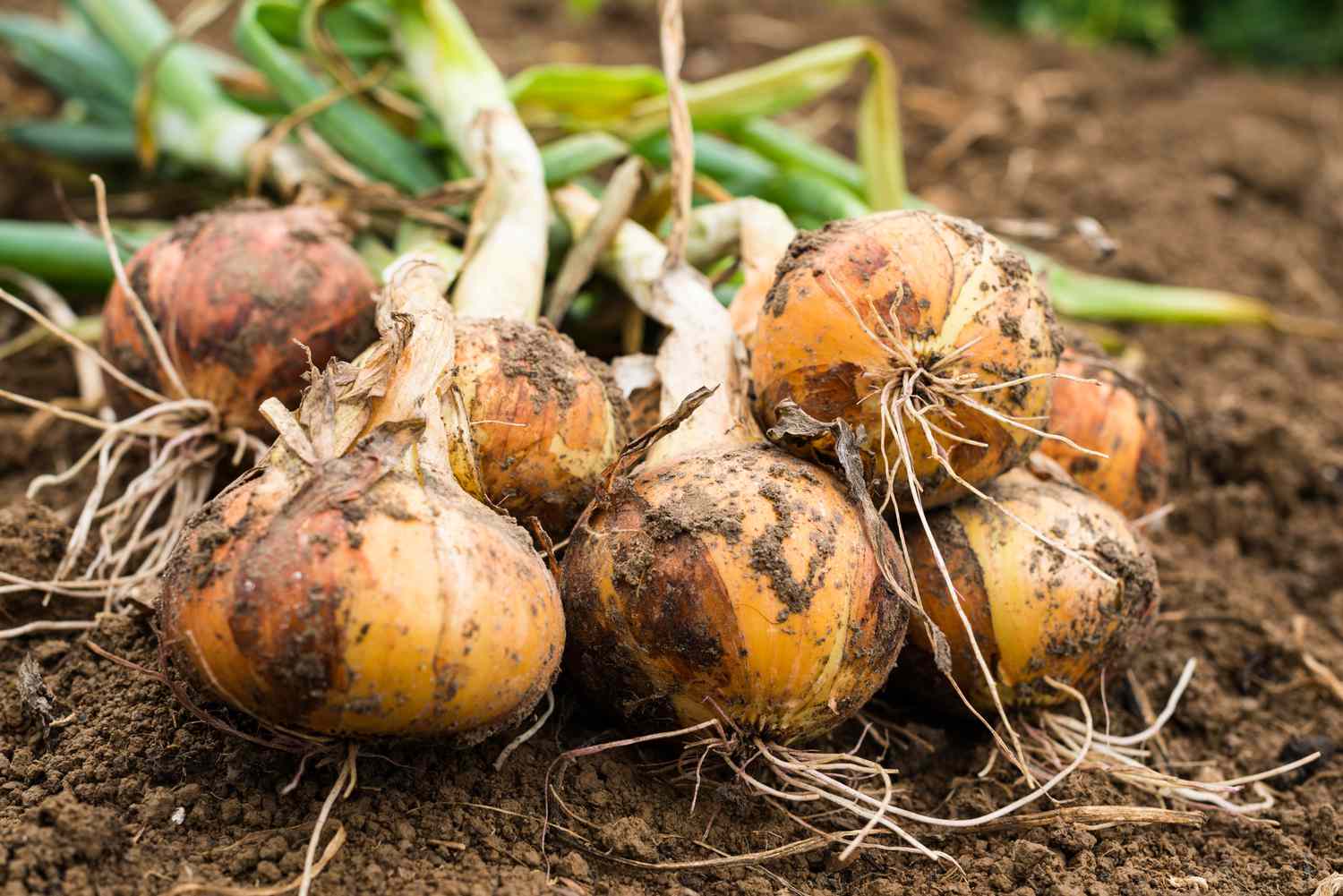 Bulbs of onions in the garden