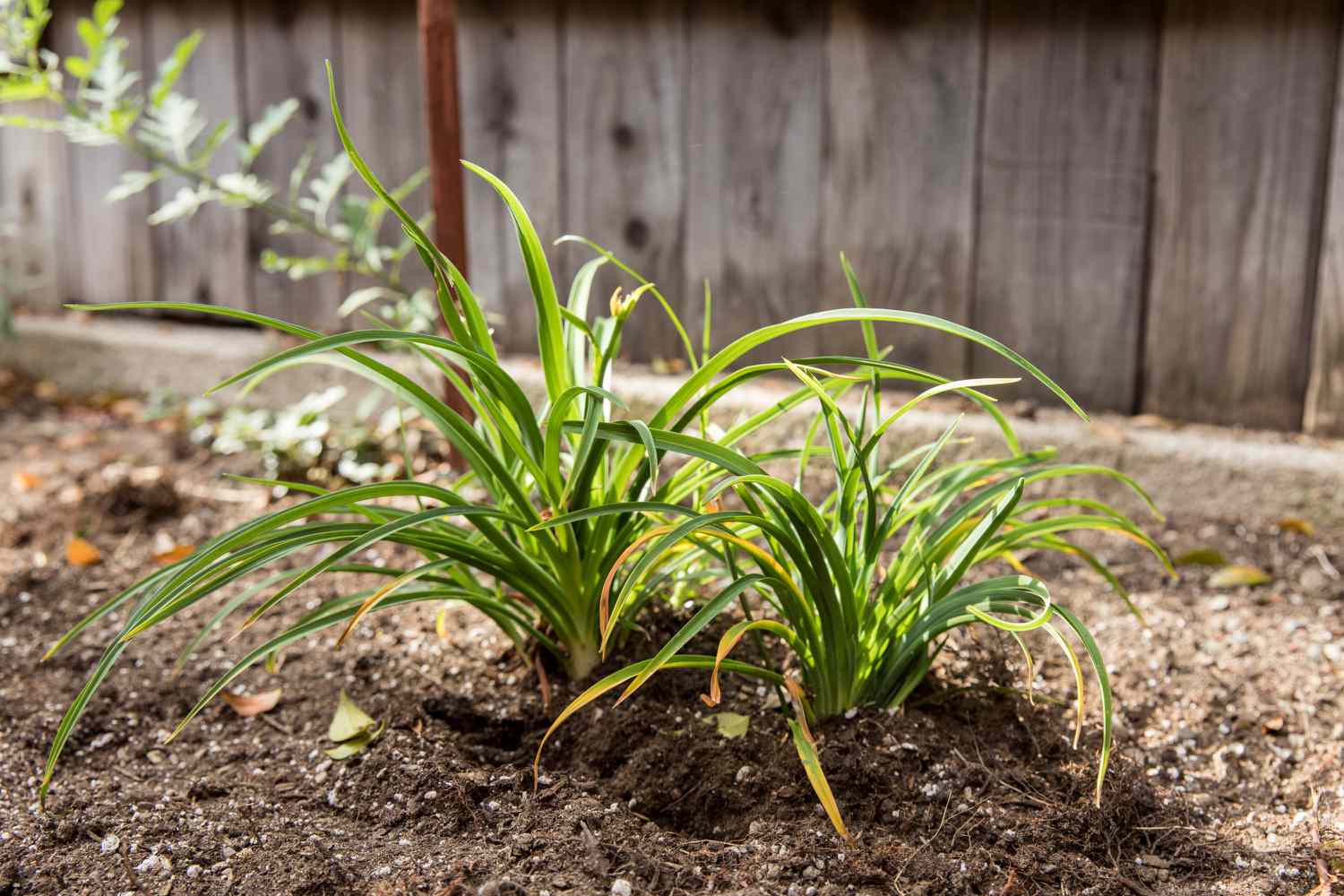 Daylily plants embedded in the ground.