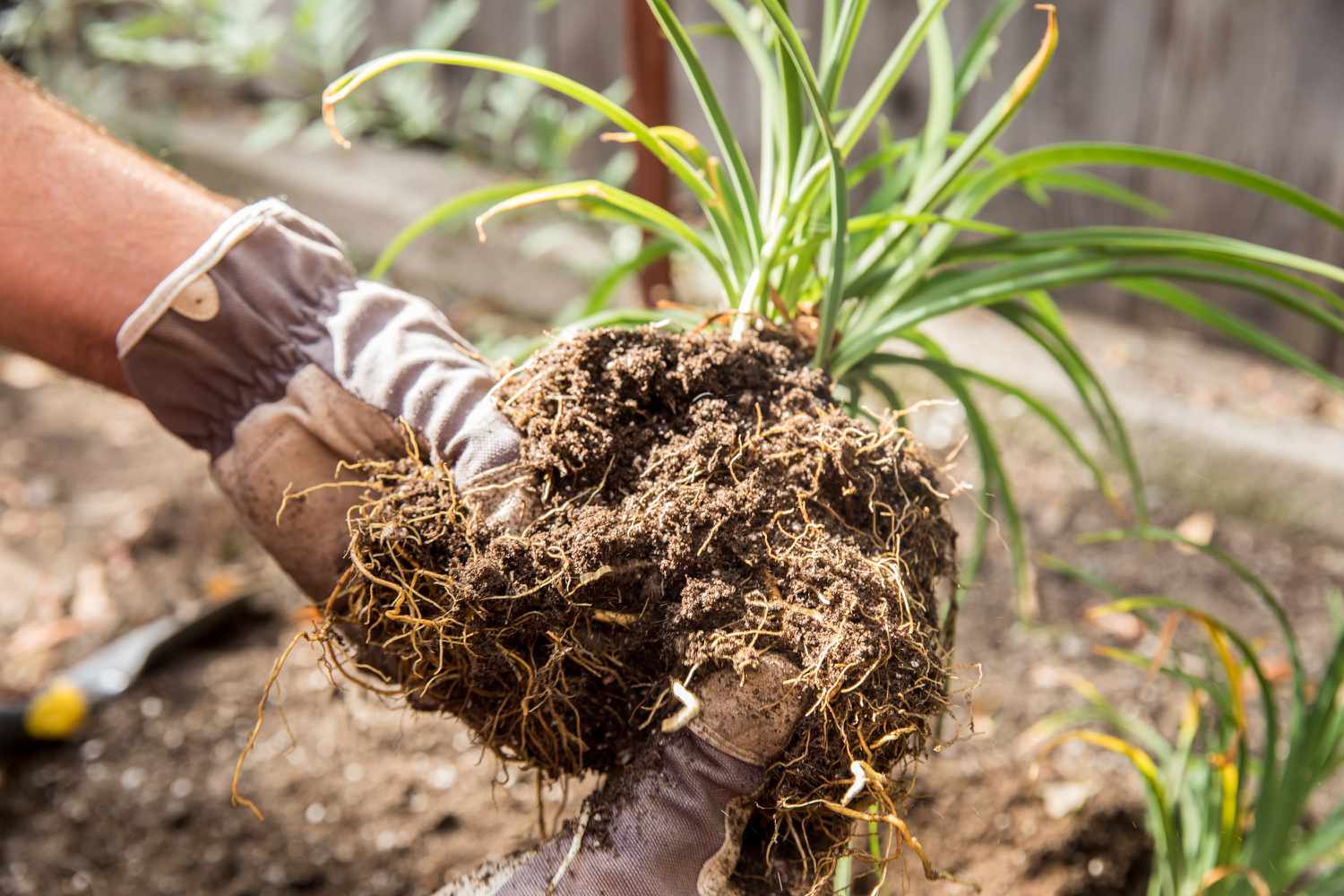 Roots of the daylily plant, enveloped in earth, are being separated by hands.