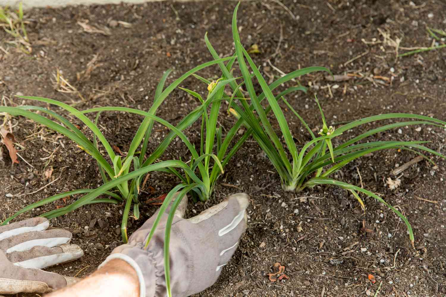 Three daylily specimens positioned in soil while wearing gardening gloves.