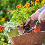 Как часто следует поливать растения в доме и в саду?